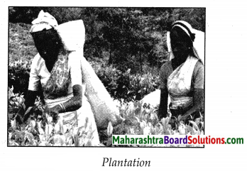 Maharashtra Board Class 7 Geography Solutions Chapter 9 Agriculture ...