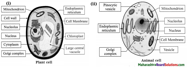 Maharashtra Board Class 8 Science Solutions Chapter 10 Cell And Cell ...