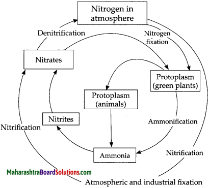 Maharashtra Board Class 9 Science Solutions Chapter 7 Energy Flow In An ...