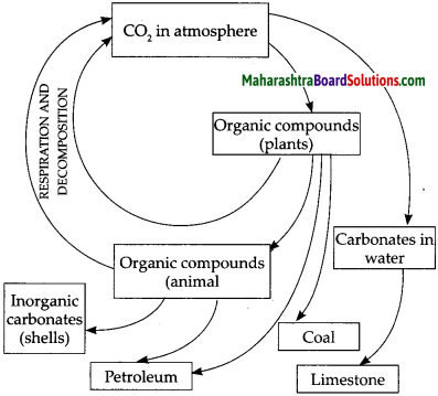 Maharashtra Board Class 9 Science Solutions Chapter 7 Energy Flow In An ...